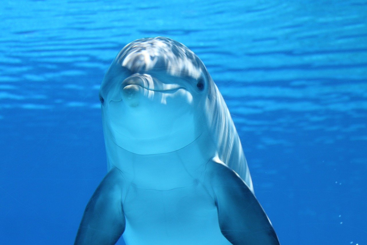 dolphin animal sea ocean 203875