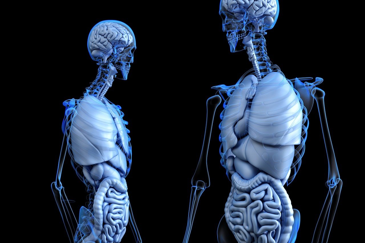 anatomical anatomy body gut health 2261006