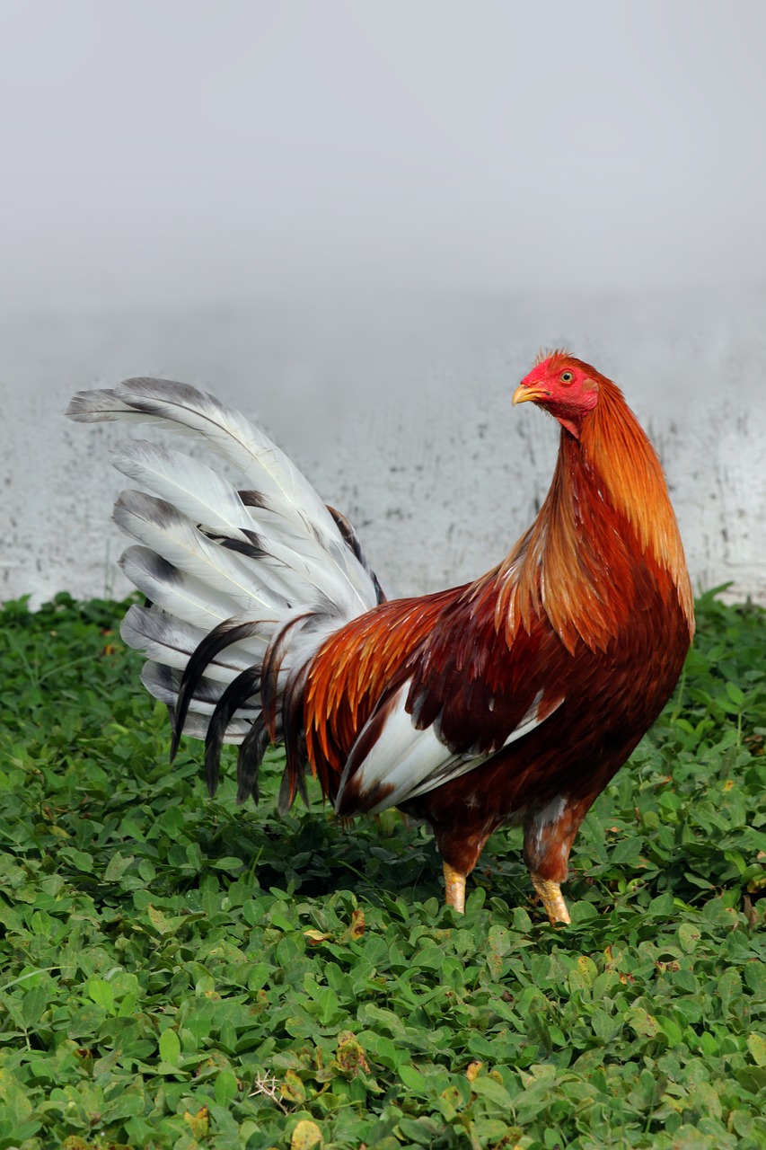 rooster bird chicken cockfighting 7488102