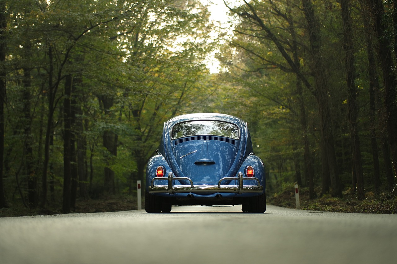 vw beetle car classic car forest 1835506